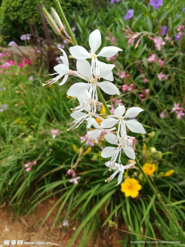 白色花