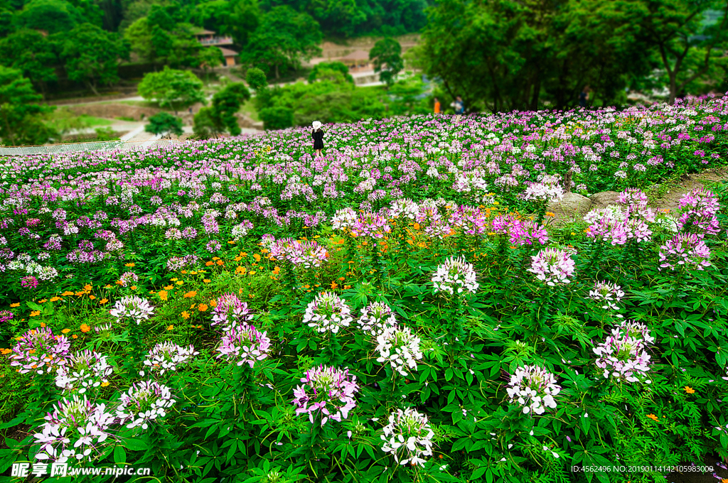 花海