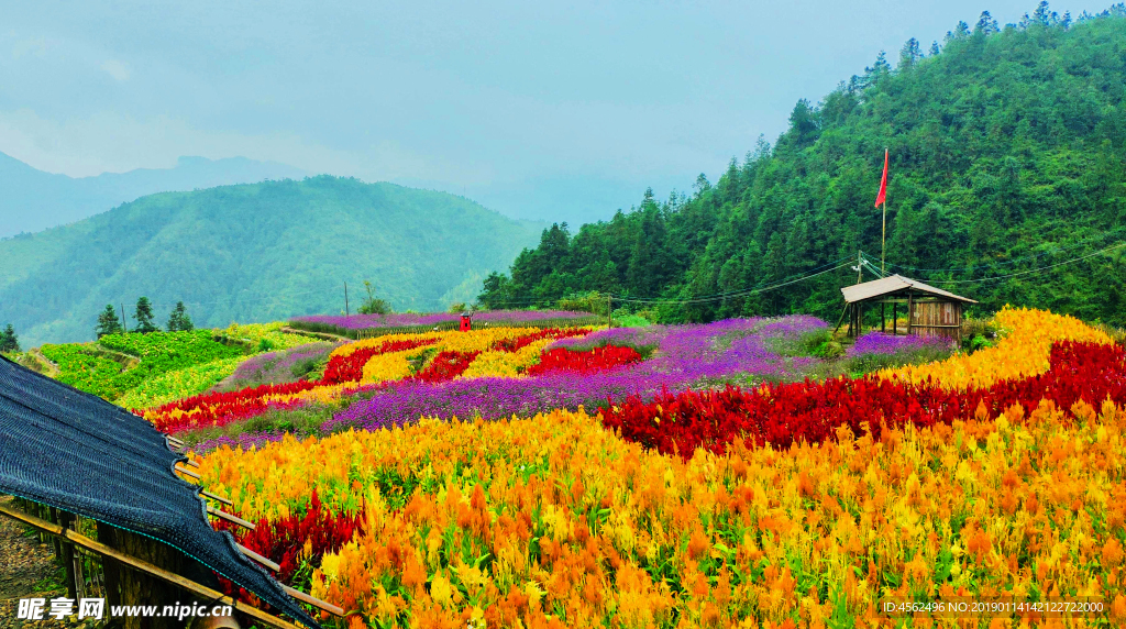 花海