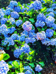 绣球花