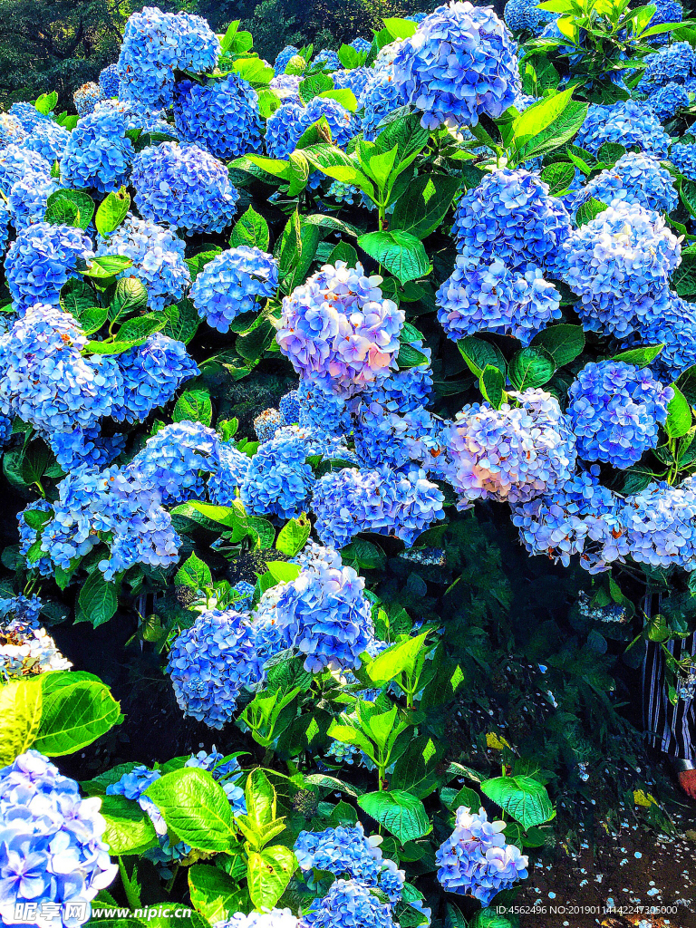 绣球花