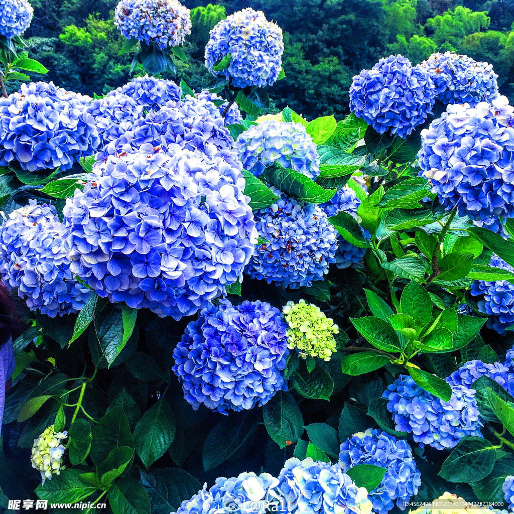 绣球花