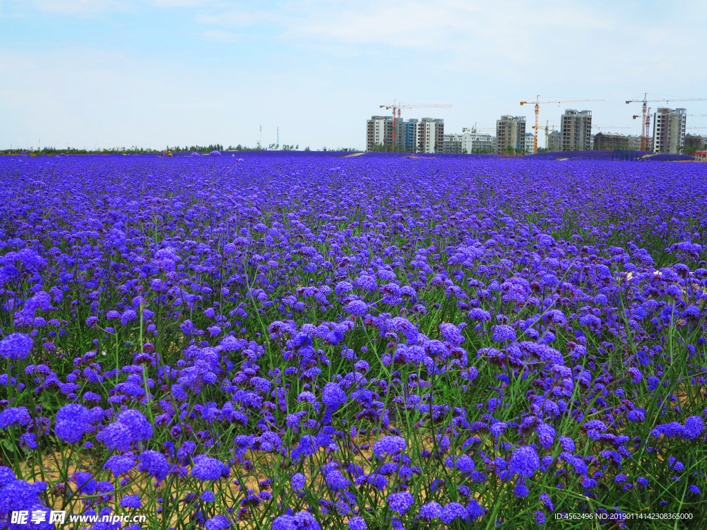 花海