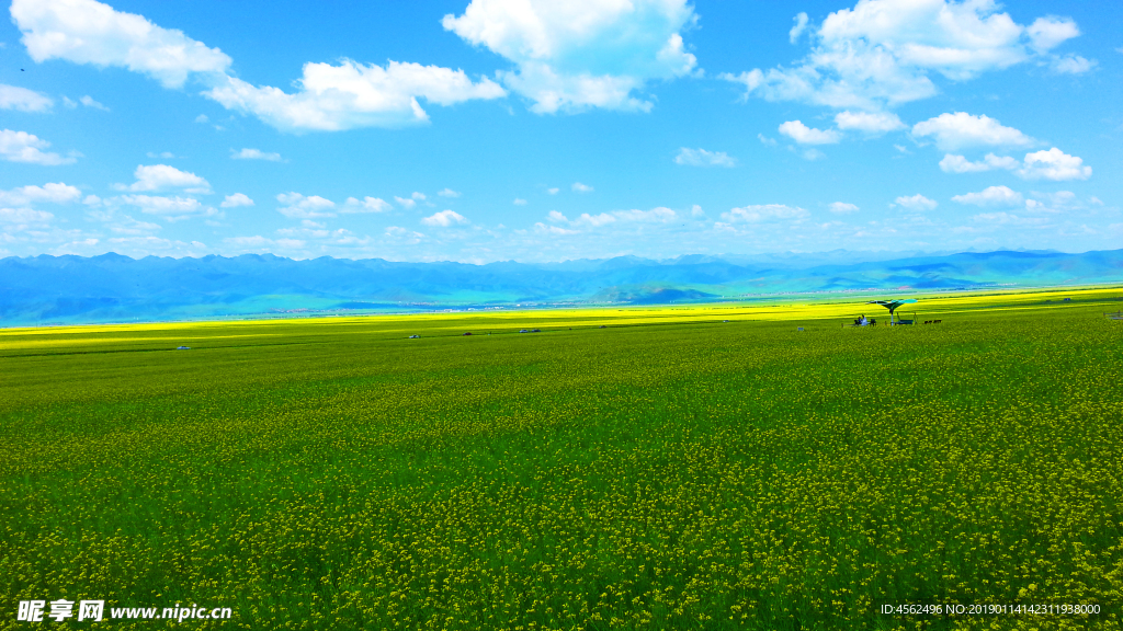 草原花海