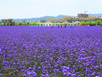 花海