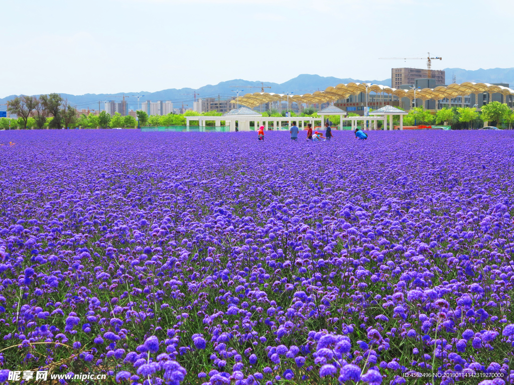 花海