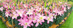 百合花