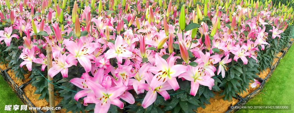 百合花