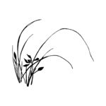兰花