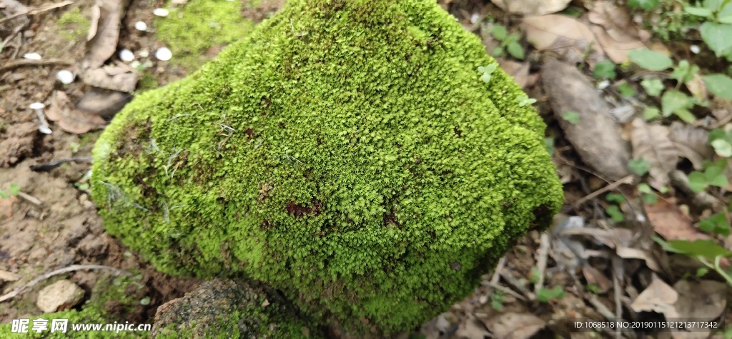 苔藓