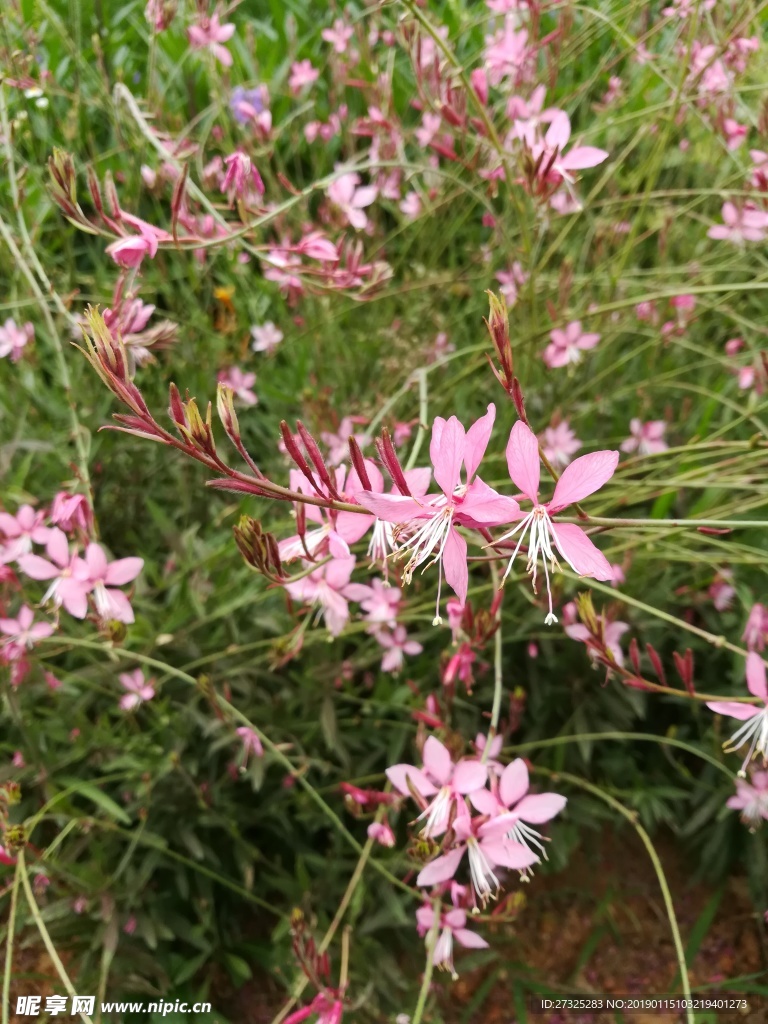 花草