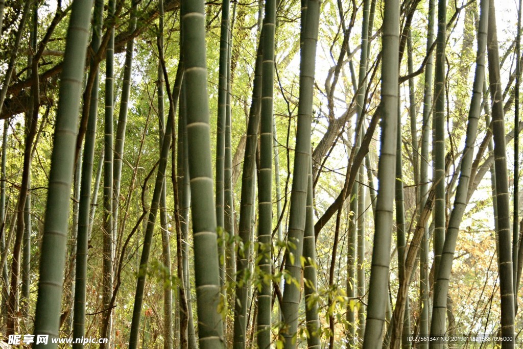 竹林
