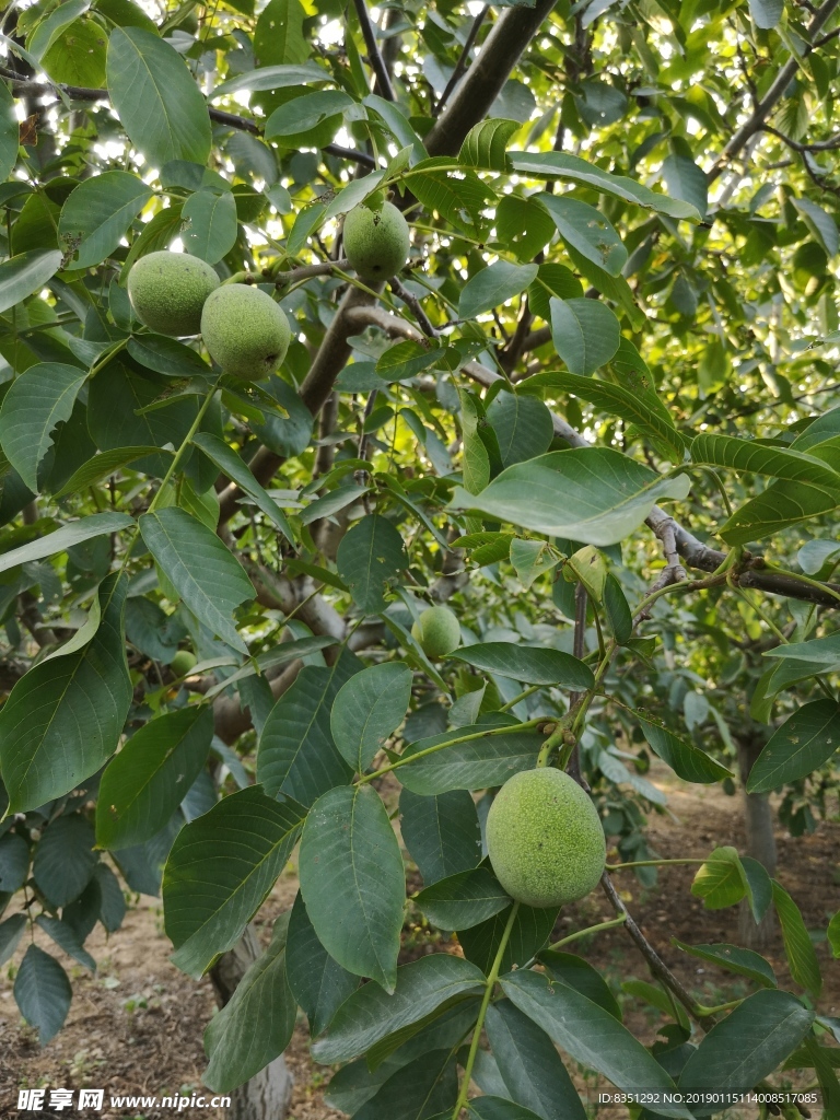 核桃树