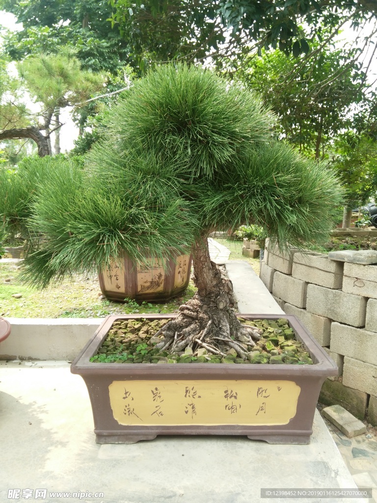 盆景