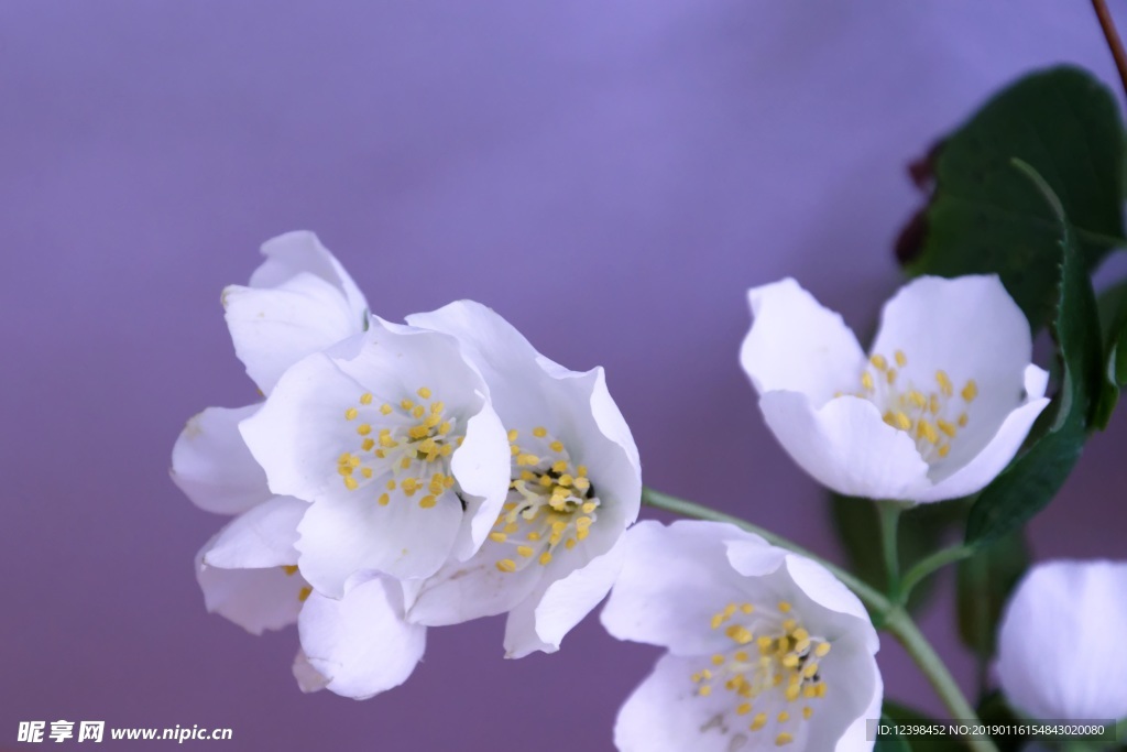 茉莉花