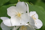 茉莉花