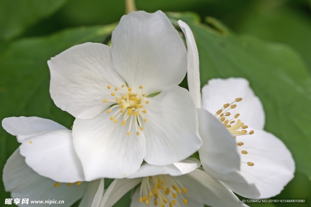 茉莉花