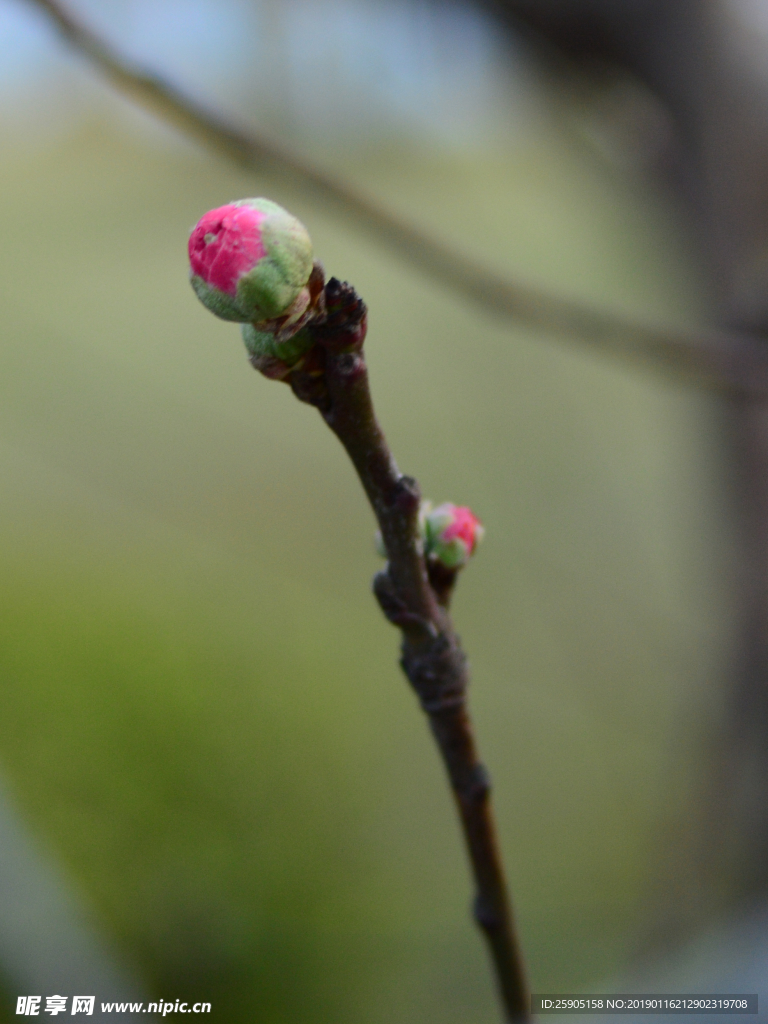 沁口桃花