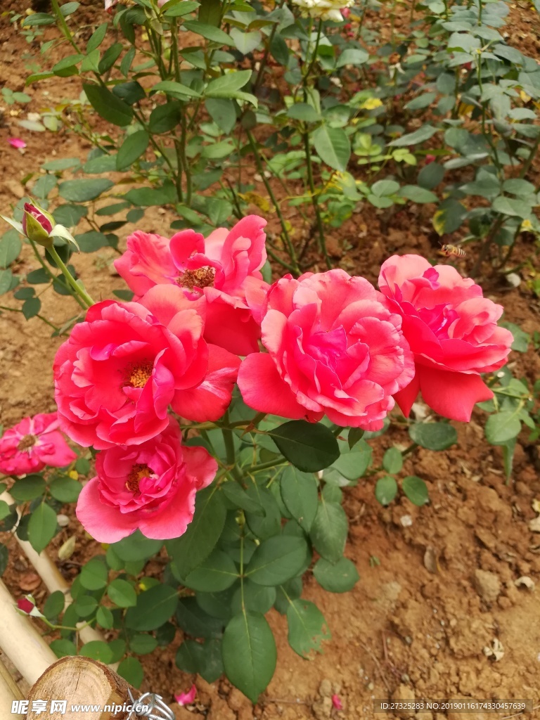 玫瑰花