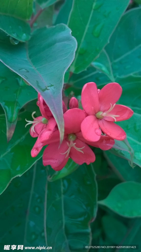 小红花