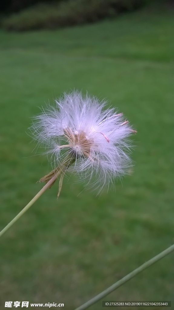 蒲公英