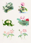花卉 荷花