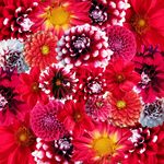 花卉