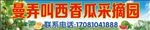 西瓜采摘园