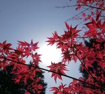 枫
