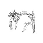 花卉