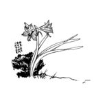 花卉