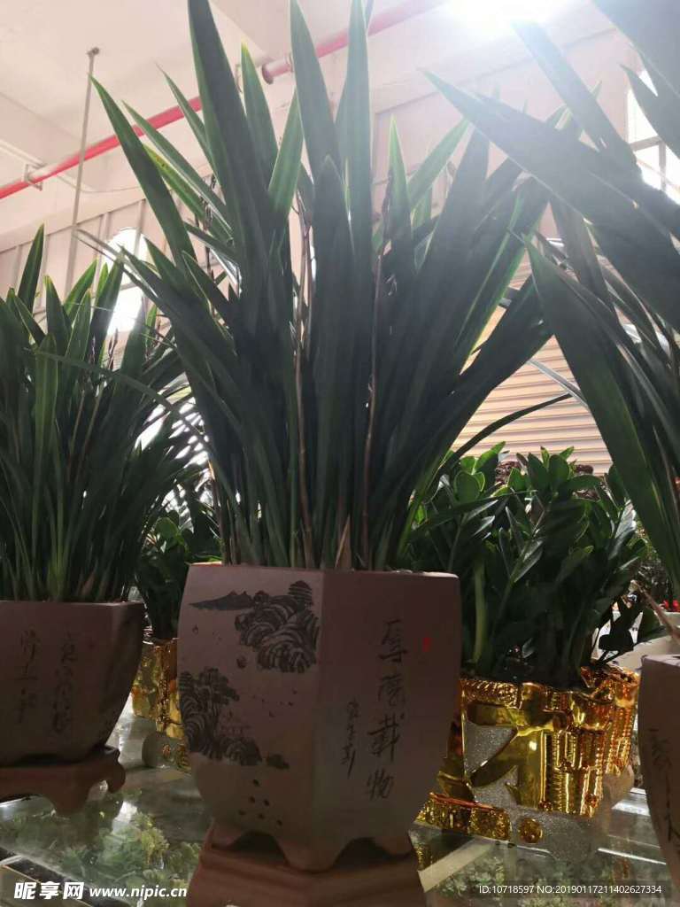 绿叶
