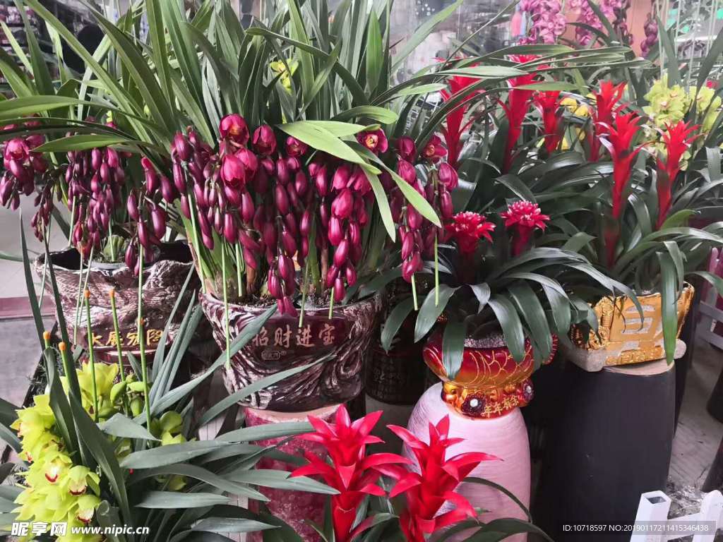 花卉