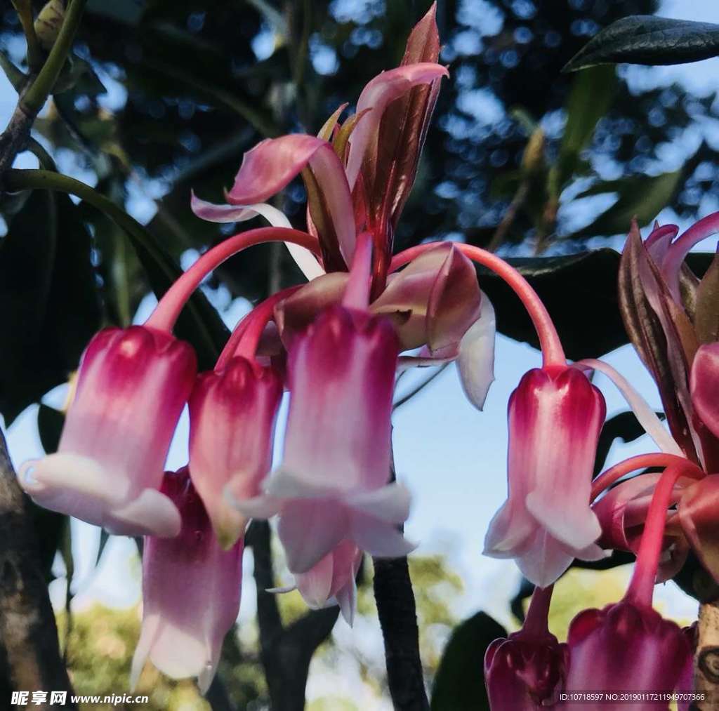 吊钟花