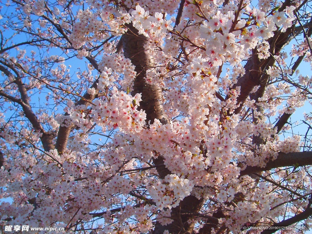 樱花