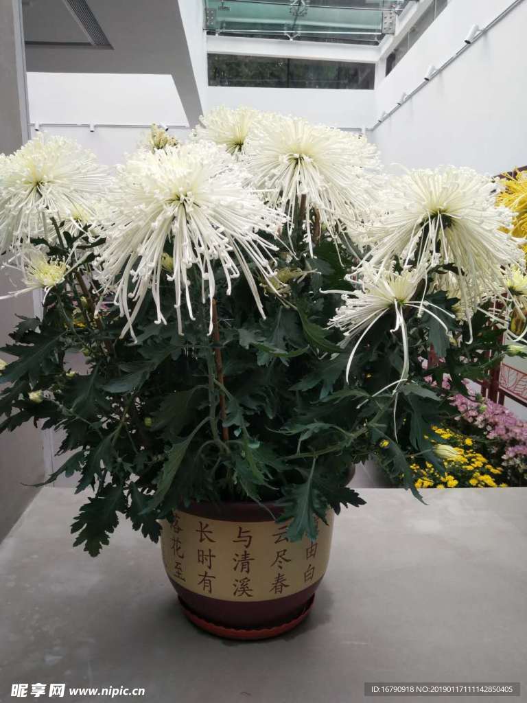 菊花