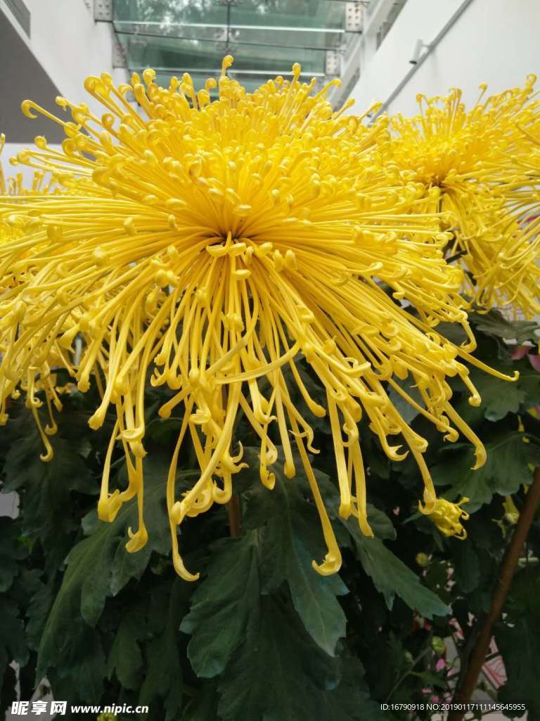 菊花