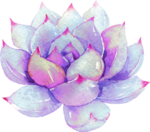 手绘花卉