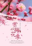 赏梅