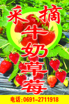 草莓采摘