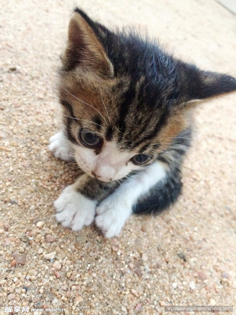 宠物猫