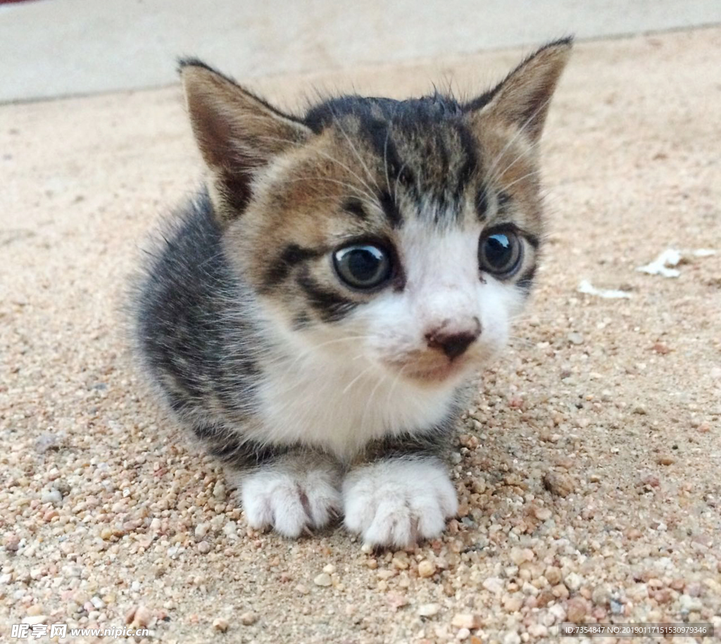 宠物猫