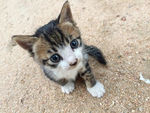 宠物猫