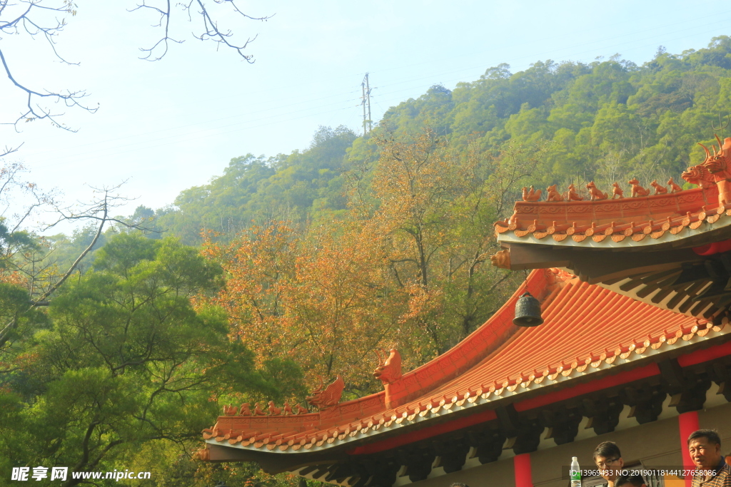 枫叶 黄 风景 叶 暖色