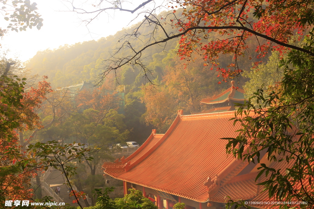 枫叶 黄 风景 叶 暖色