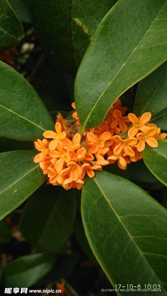 桂花