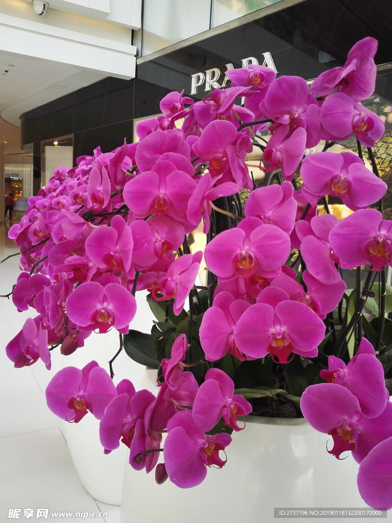 紫色的花