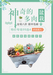 多肉植物海报图片