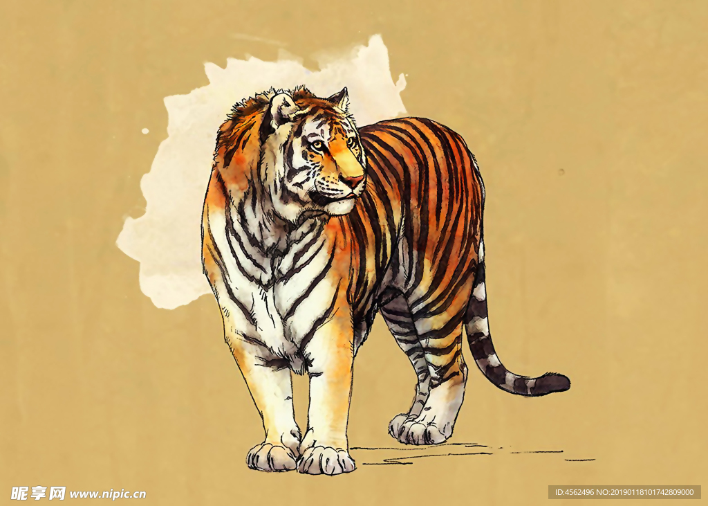 老虎插画