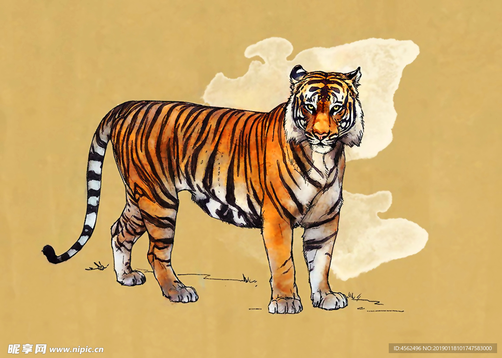 老虎插画